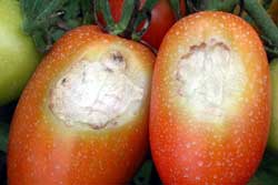 tomatoes showing symptoms of sunscald
