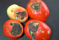 tomatoes showing symptoms of sunscald