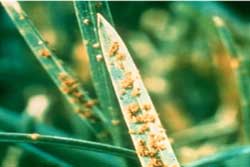 close up of spores