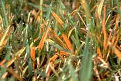 close up of powdery substance produced by rusty turf