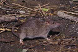 brown rat