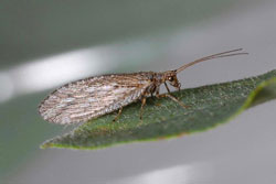 Brown Lacewings