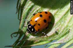 Lady Beetles