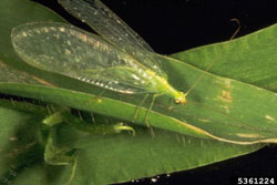 Green Lacewings