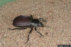 Ground Beetle