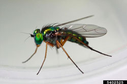 Long-legged Flies