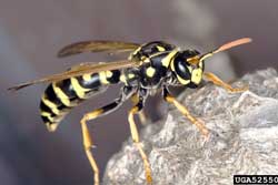 Predatory Wasps