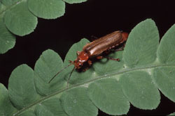 Soldier Beetles