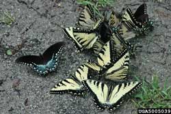 Swallowtails