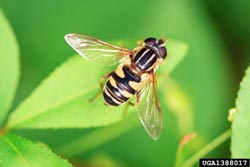 Syrphid Flies