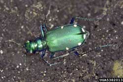 Tiger Beetle