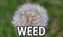 weeds button