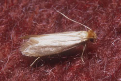 clothes moth adult