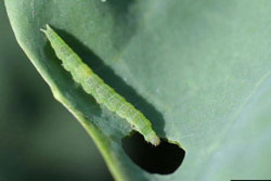 diamondback moth larvae