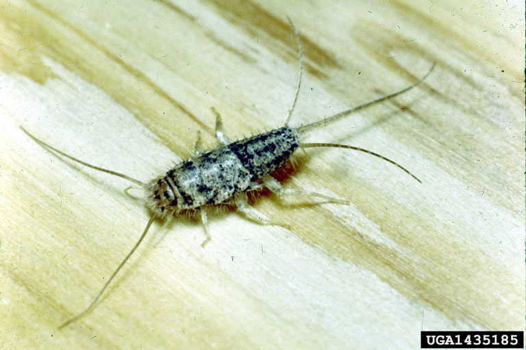 Silverfish and Firebrats: Got Pests? : Board of Pesticides Control