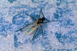 fungus gnat adult