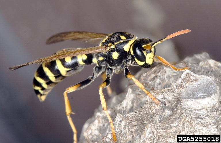 beetles japanese control how Got Pests? beetles japanese control how Got Pests?