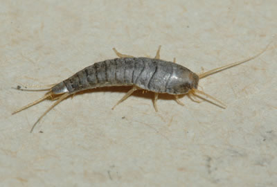 Silverfish and Firebrats: Got Pests? : Board of Pesticides Control: Maine  DACF