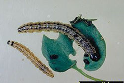 sod webworm larvae