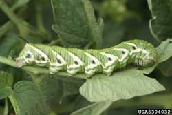 tomato hornworm larvae