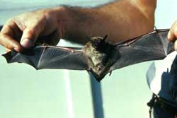 big brown bat