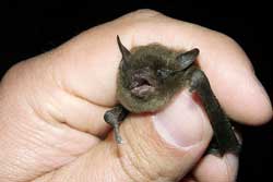 Indiana bat