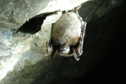 little brown bat