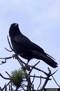 American crow