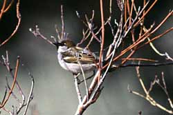 sparrow in tree