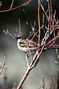 House sparrow