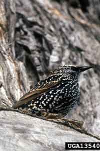 European starling