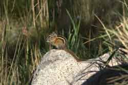 chipmunk on rock