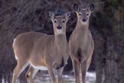 two white-tailed deer