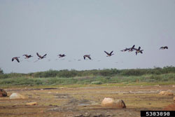 flying geese