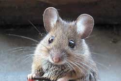 close-up of mouse