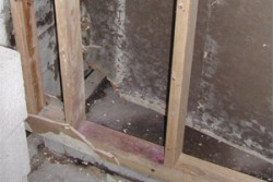 mold inside wall