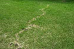 damage on lawn due to mole tunneling