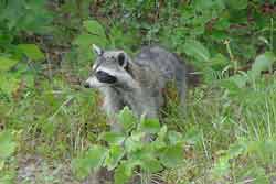 adult raccoon