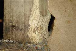 damage caused by rats gnawing