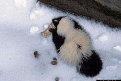 skunk in snow