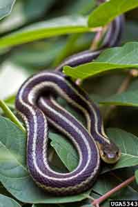 garter snake