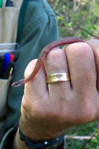 northern redbelly snake