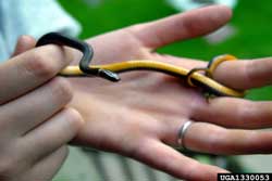 northern ringneck snake