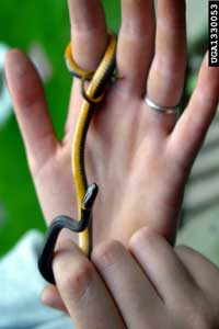 northern ringneck snake