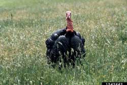 turkey in the grass