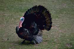 turkey showing plummage