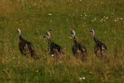 turkeys in field