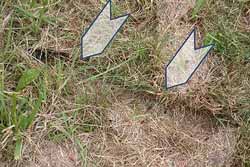 vole tunnels in grass