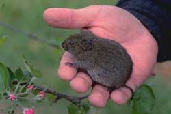 vole in hand