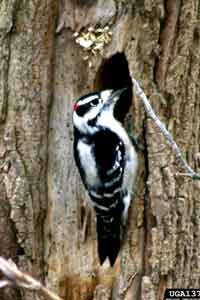 downy woodpecker